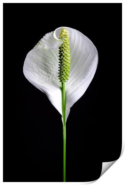 Japanese Peace Lily  Print by Mike C.S.