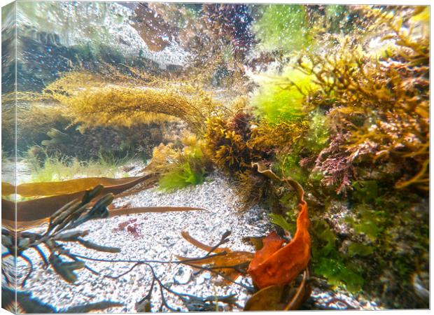 in the rockpool Canvas Print by keith sutton