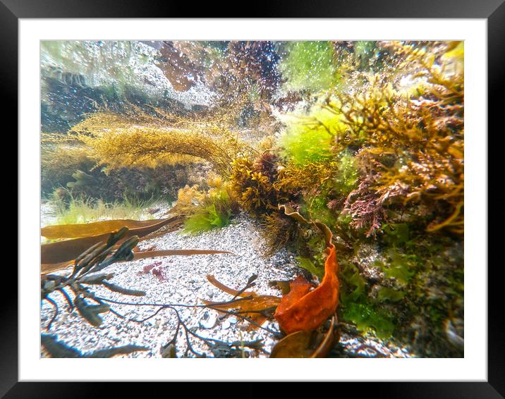 in the rockpool Framed Mounted Print by keith sutton