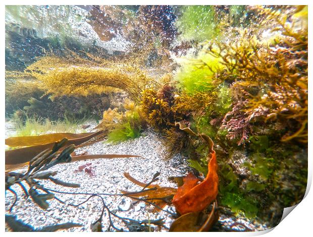 in the rockpool Print by keith sutton