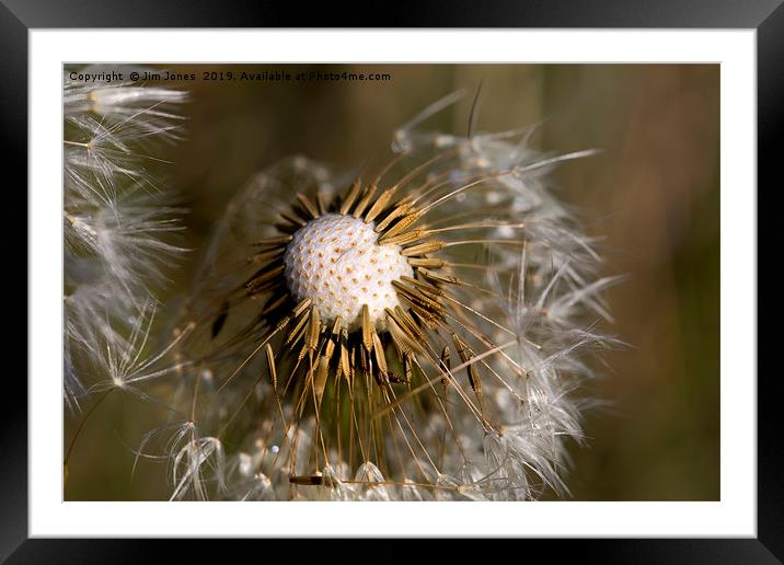 Dandelion seeds and their parachutes Framed Mounted Print by Jim Jones