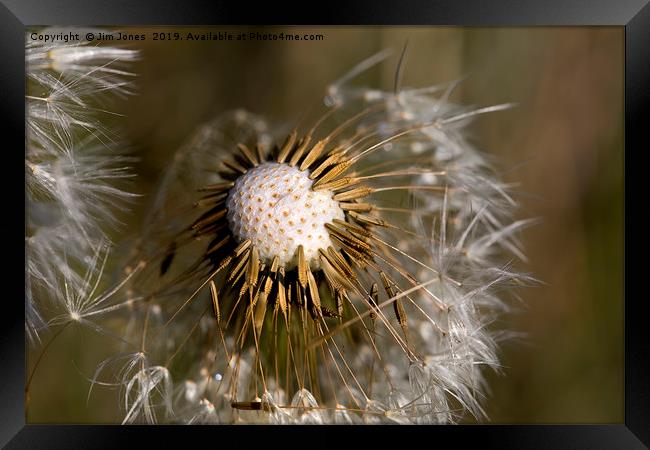 Dandelion seeds and their parachutes Framed Print by Jim Jones