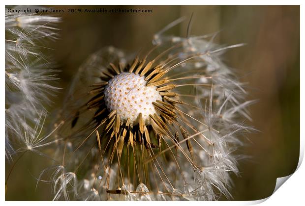 Dandelion seeds and their parachutes Print by Jim Jones