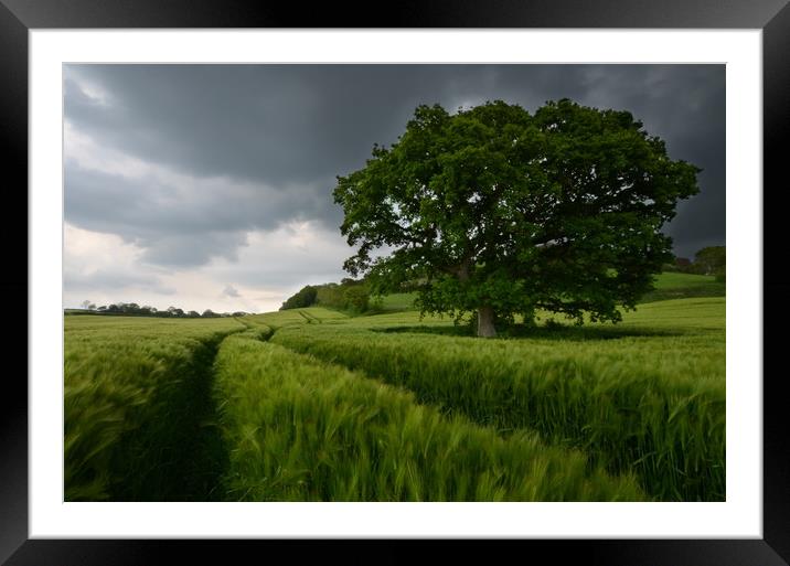Barley and the lone tree Framed Mounted Print by David Neighbour