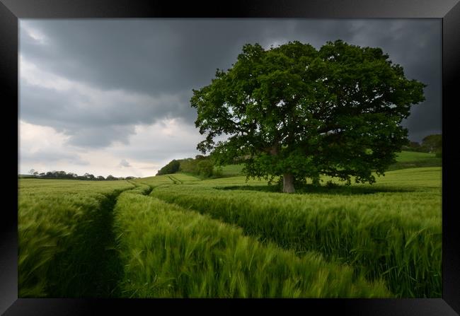 Barley and the lone tree Framed Print by David Neighbour
