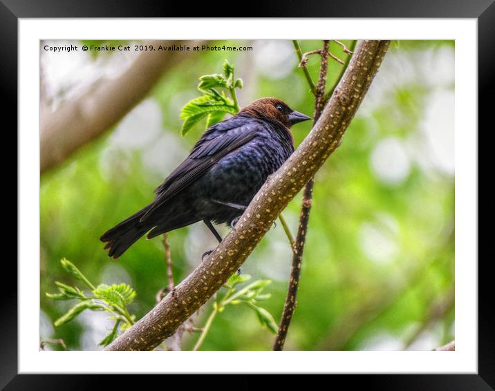 Brown Headed Cowbird Framed Mounted Print by Frankie Cat