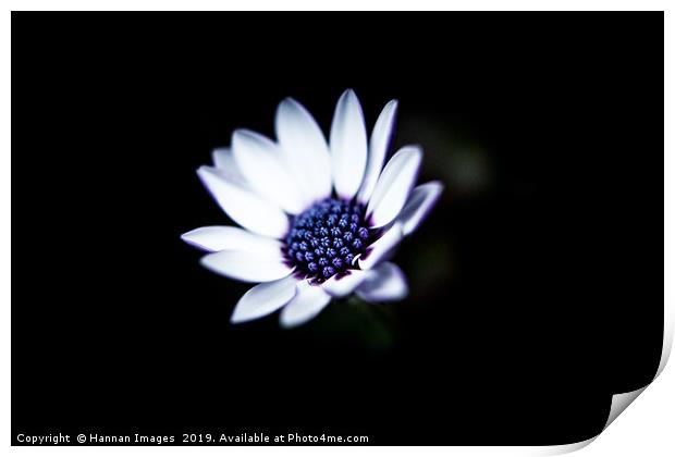 African Daisy Print by Hannan Images