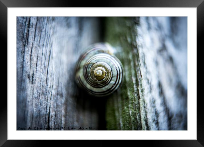 Stuck on You Framed Mounted Print by Hannan Images