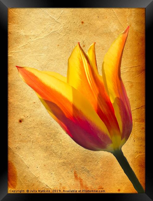 Tulip  Framed Print by Julia Watkins