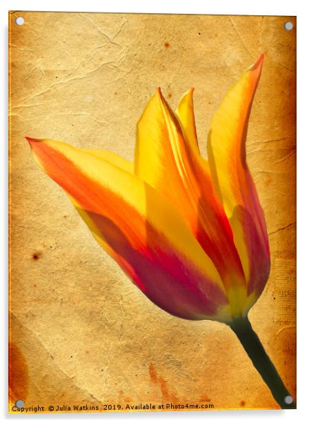 Tulip  Acrylic by Julia Watkins
