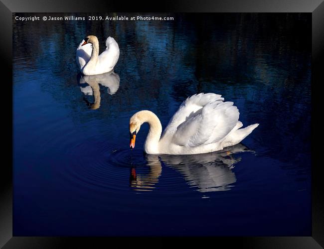 Swan Lake Framed Print by Jason Williams