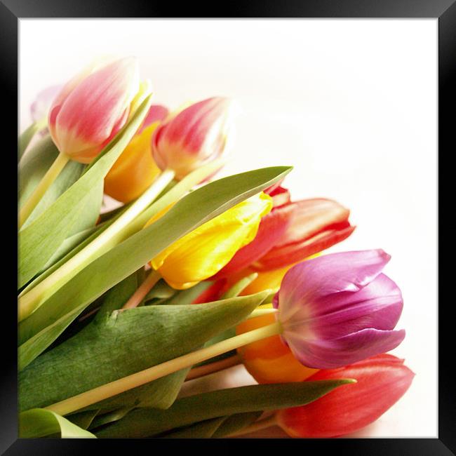 A Tulip Rainbow Framed Print by Aj’s Images