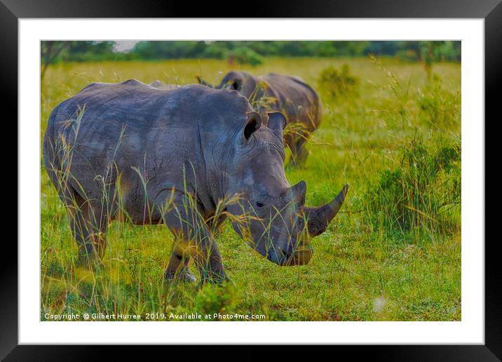 Illustrious African Rhino: Entabeni's Pride Framed Mounted Print by Gilbert Hurree