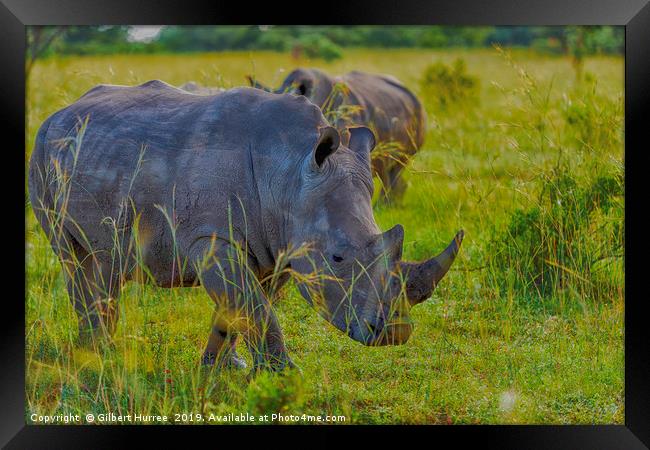 Illustrious African Rhino: Entabeni's Pride Framed Print by Gilbert Hurree