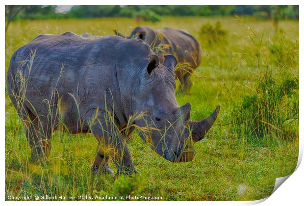 Illustrious African Rhino: Entabeni's Pride Print by Gilbert Hurree