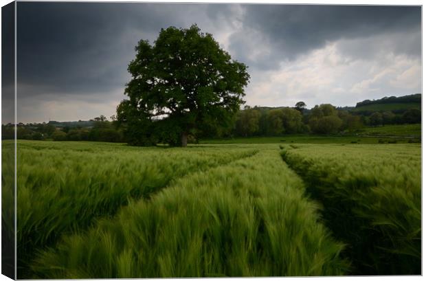 Dorset barley field Canvas Print by David Neighbour