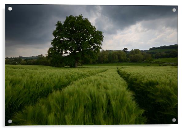 Dorset barley field Acrylic by David Neighbour