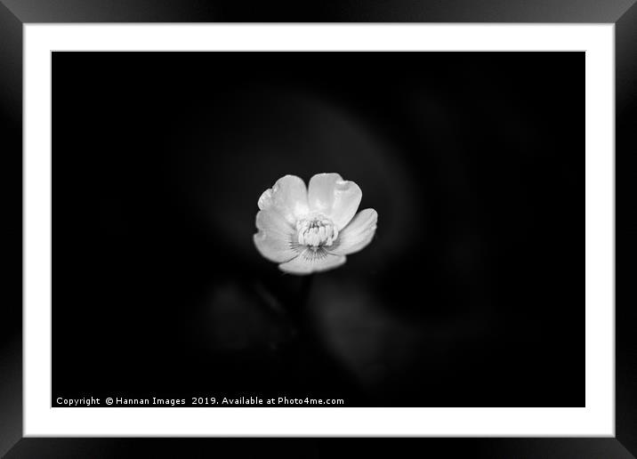 Black and White Buttercup Framed Mounted Print by Hannan Images