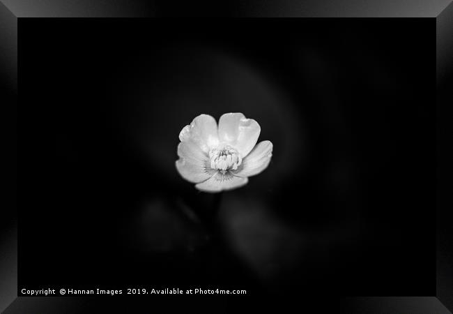 Black and White Buttercup Framed Print by Hannan Images