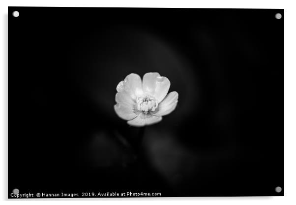 Black and White Buttercup Acrylic by Hannan Images