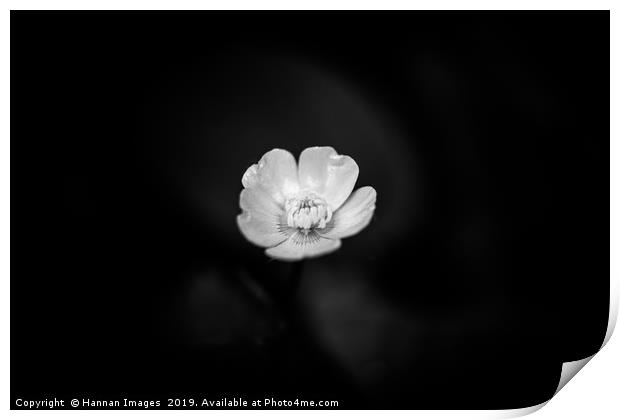 Black and White Buttercup Print by Hannan Images