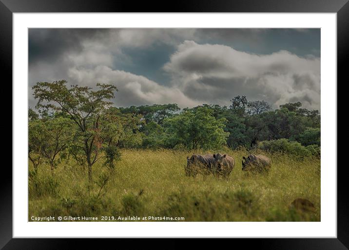 Enchanting Rhinos of Entabeni Framed Mounted Print by Gilbert Hurree