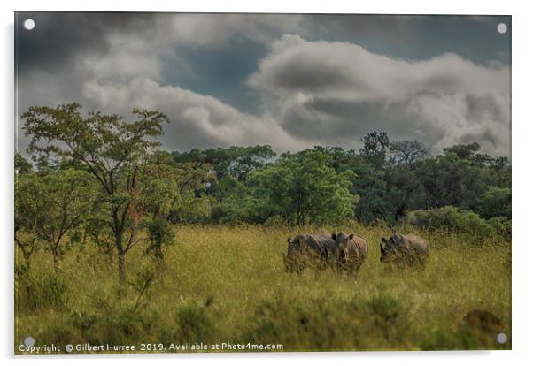 Enchanting Rhinos of Entabeni Acrylic by Gilbert Hurree