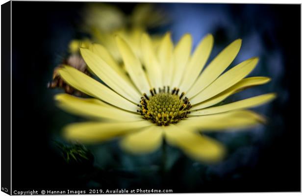 Yellow Daisy Canvas Print by Hannan Images