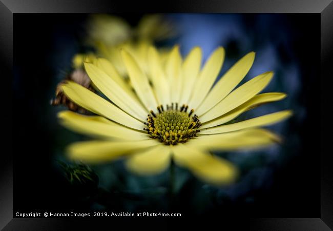 Yellow Daisy Framed Print by Hannan Images
