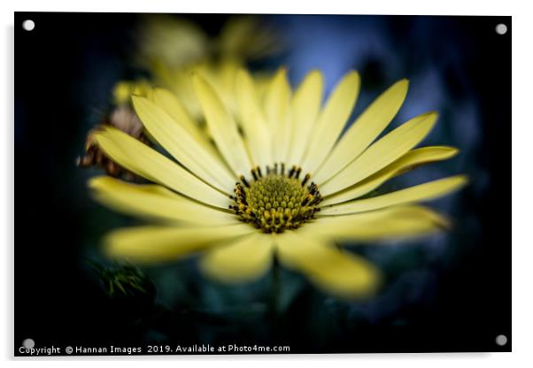 Yellow Daisy Acrylic by Hannan Images