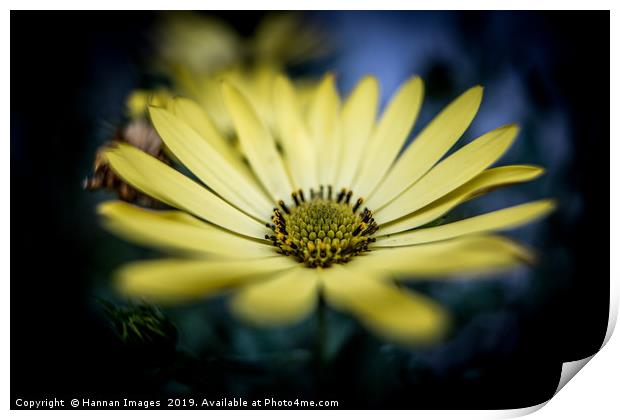 Yellow Daisy Print by Hannan Images
