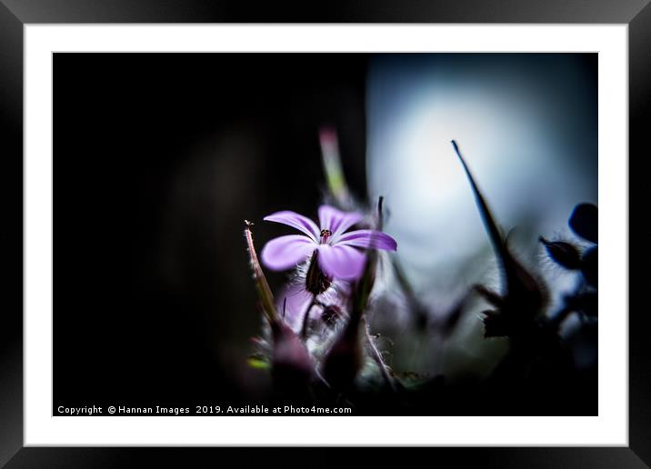 Pink Campion Framed Mounted Print by Hannan Images