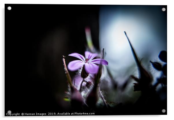 Pink Campion Acrylic by Hannan Images