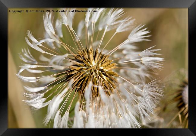 Dandelion seeds and their parachutes (2) Framed Print by Jim Jones