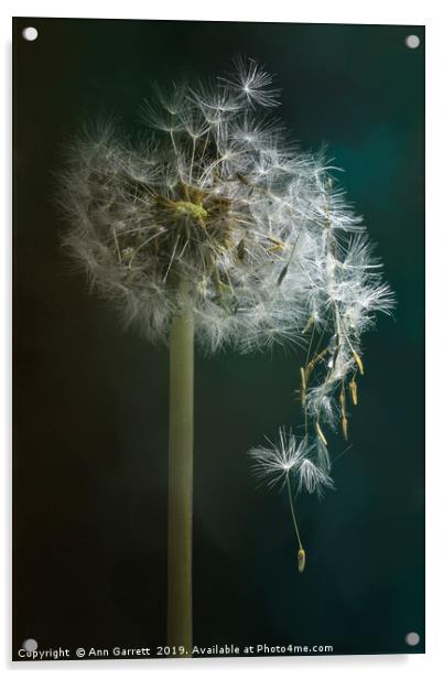 Dandelion Clock Acrylic by Ann Garrett