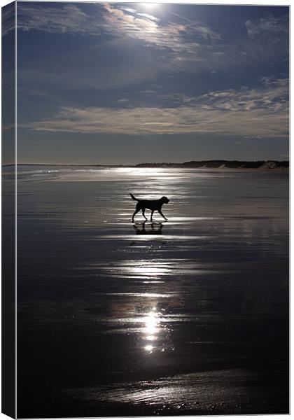 Dog on Beach Canvas Print by Gail Johnson