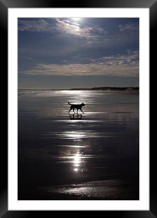 Dog on Beach Framed Mounted Print by Gail Johnson