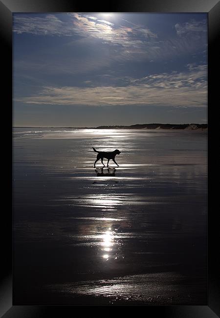 Dog on Beach Framed Print by Gail Johnson