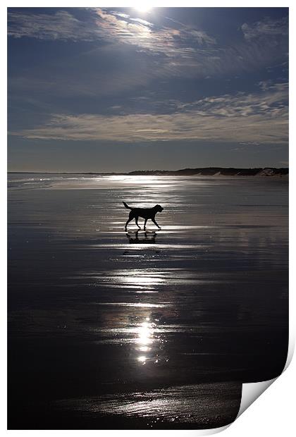 Dog on Beach Print by Gail Johnson