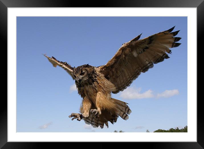 Verreaux Eagle owl Framed Mounted Print by Gail Johnson