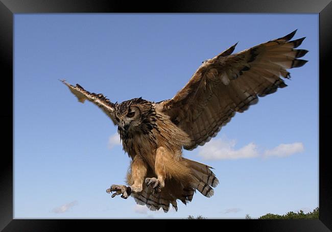Verreaux Eagle owl Framed Print by Gail Johnson