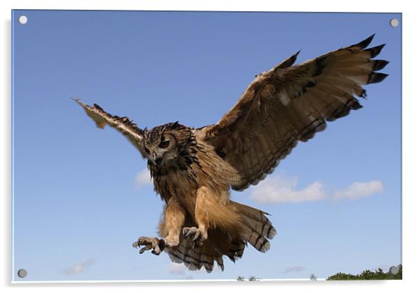 Verreaux Eagle owl Acrylic by Gail Johnson