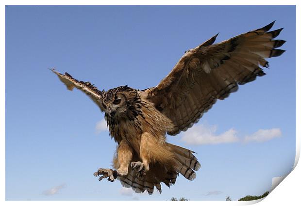 Verreaux Eagle owl Print by Gail Johnson
