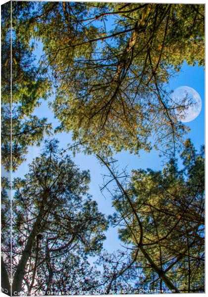 Looking up through the pines towards the moon Canvas Print by George de Putron