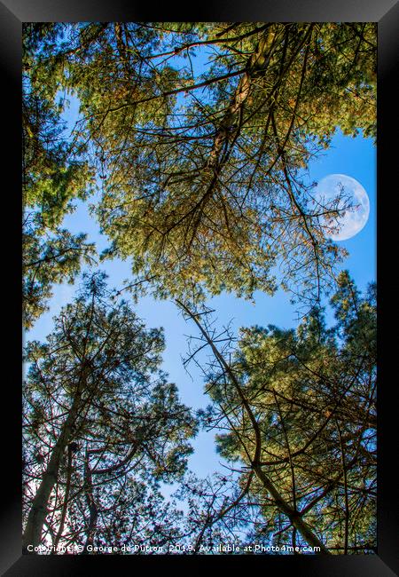 Looking up through the pines towards the moon Framed Print by George de Putron