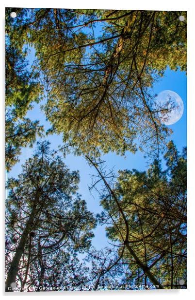 Looking up through the pines towards the moon Acrylic by George de Putron