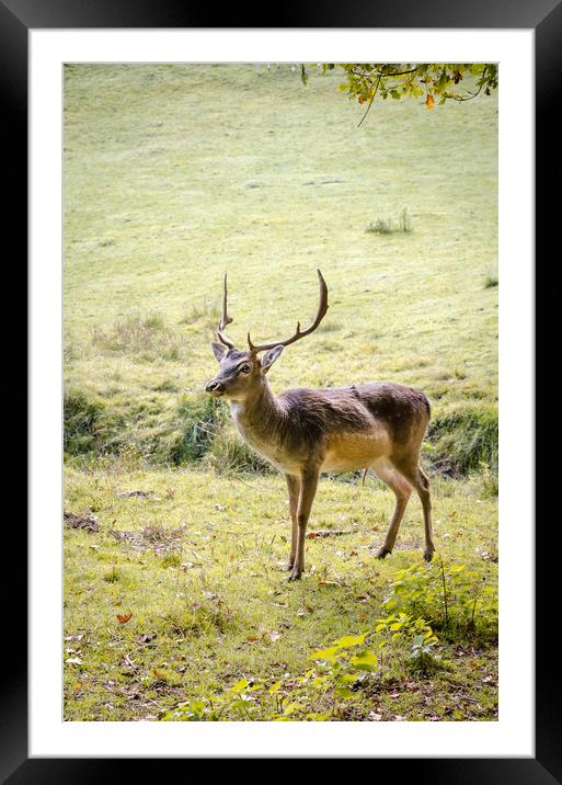 The Deer  Framed Mounted Print by Mike C.S.