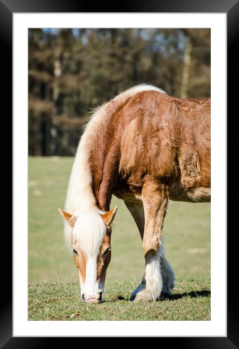 Grazing Horse  Framed Mounted Print by Mike C.S.