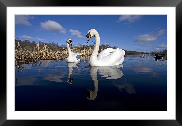swans Framed Mounted Print by Gail Johnson