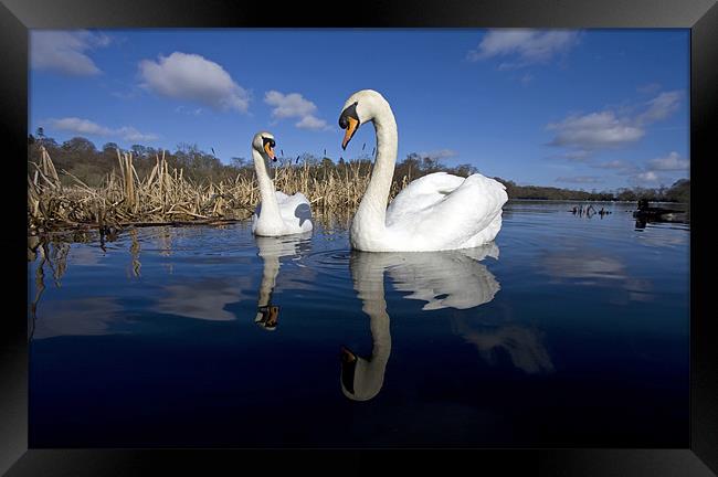 swans Framed Print by Gail Johnson